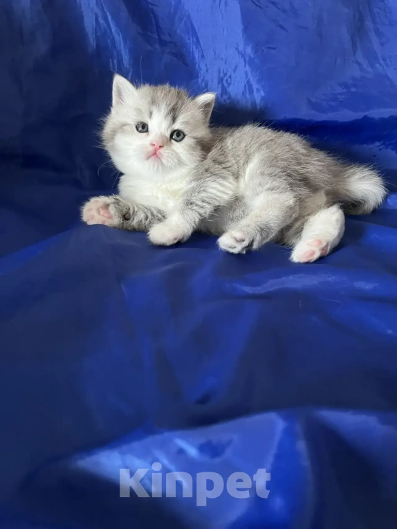 Кошки в Новосибирске: Продам шотландских котят Разнополые, Бесплатно - фото 3