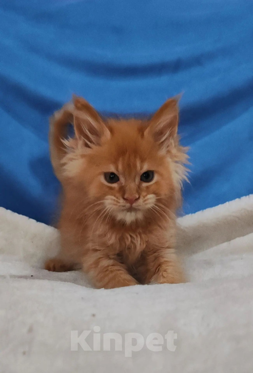 Кошки в Москве: Котенок мейнкун ,  кот Мальчик, Бесплатно - фото 2