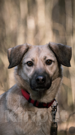 Собаки в Твери: Линда Девочка, Бесплатно - фото 4