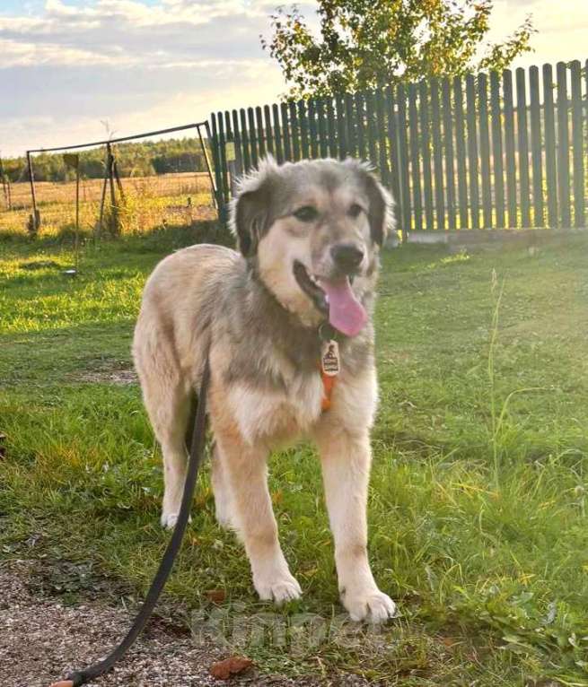 Собаки в Москве: Милашка Буся ждëт тебя.  Девочка, Бесплатно - фото 3