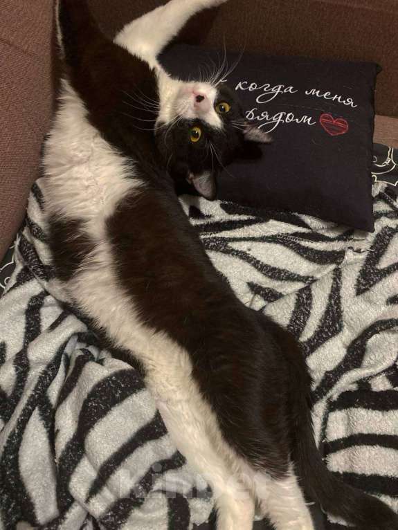 Кошки в Москве: Котик Диего Мальчик, Бесплатно - фото 3