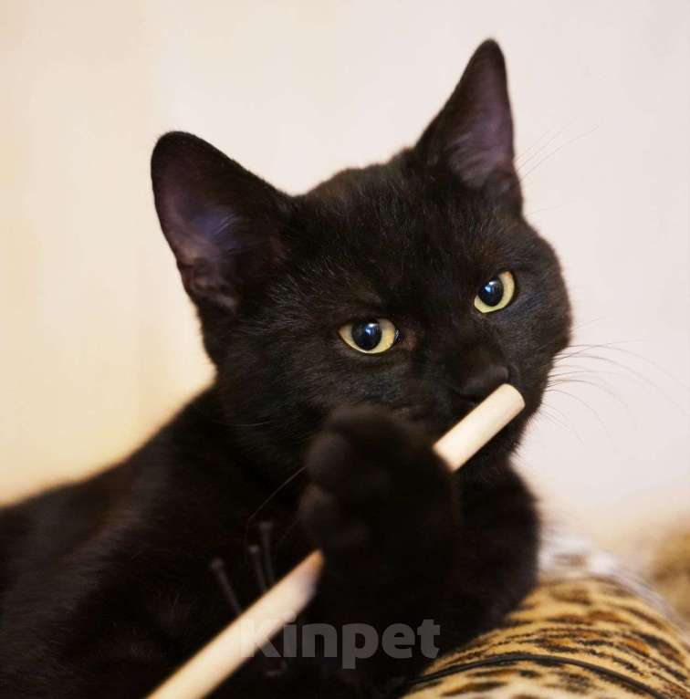 Кошки в Москве: Черного котика выкинули в подъезд 🆘️ Срочный поиск дома Мальчик, Бесплатно - фото 5