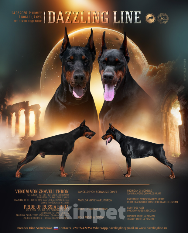 Собаки в Москве: Щенки добермана. Питомник РКФ Девочка, 120 000 руб. - фото 1