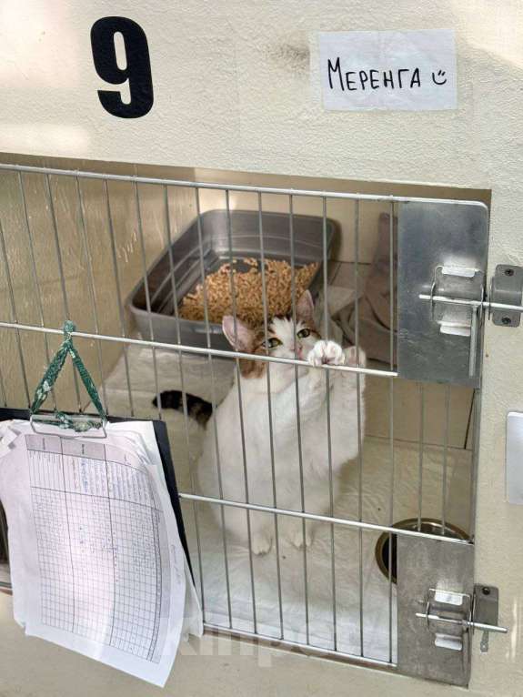 Кошки в Москве: Кошечка Меренга ищет любящую семью! Девочка, Бесплатно - фото 1