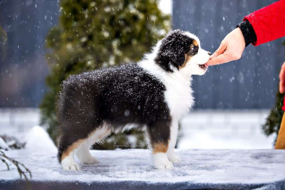 Собаки в Москве: Щенки Австралийской овчарки Мальчик, 50 000 руб. - фото 6
