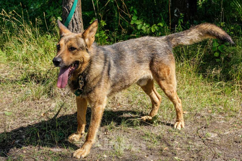 Собаки в Москве: Спирит Мальчик, Бесплатно - фото 4