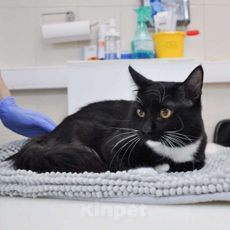 Кошки в Москве: Очаровательный котик Маркиз в поисках своей семьи! Девочка, Бесплатно - фото 2