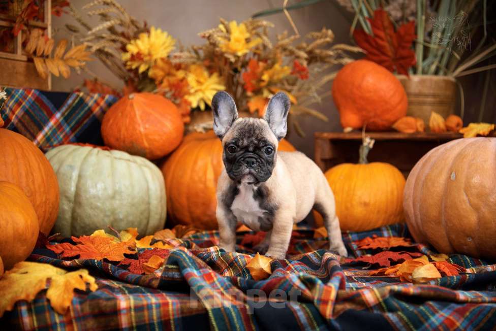 Собаки в Ростове-на-Дону: Готова к переезду.  Девочка, 50 000 руб. - фото 2