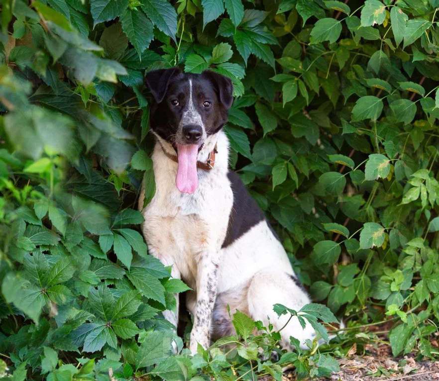 Собаки в Москве: Рик история надежды Мальчик, Бесплатно - фото 1