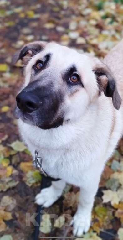 Собаки в Москве: Щенок в добрые руки Мальчик, Бесплатно - фото 7