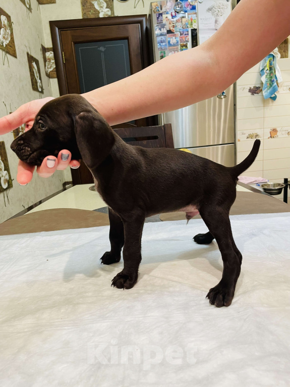 Собаки в Ступино: Щенки курцхаар Мальчик, Бесплатно - фото 4