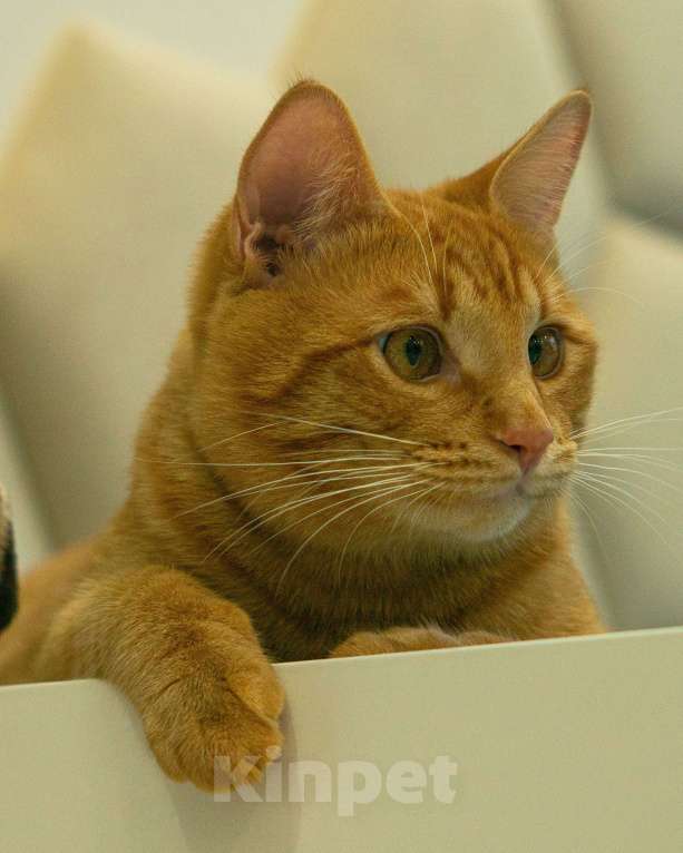 Кошки в Москве: Персей Мальчик, Бесплатно - фото 4