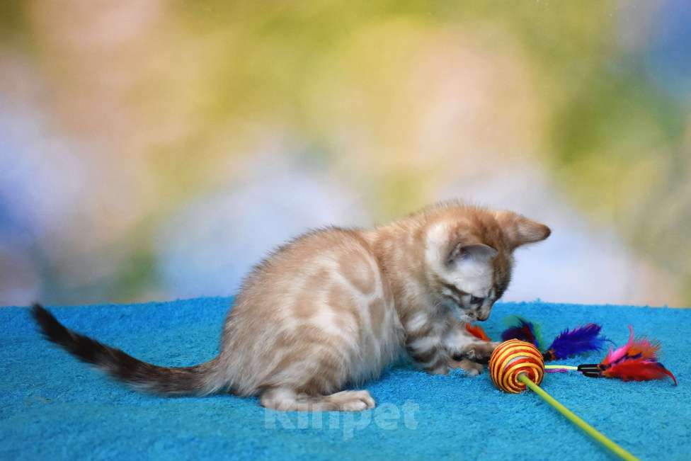 Кошки в Нижнем Новгороде: Бенгальский кот линкс Мальчик, 25 000 руб. - фото 9