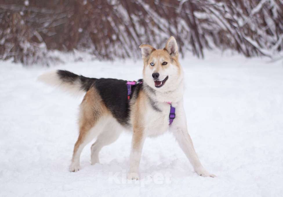 Собаки в Москве: Активная и дружелюбная Дейзи в добрые руки Девочка, Бесплатно - фото 6