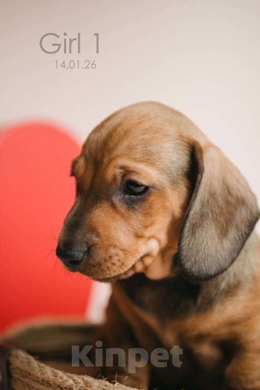 Собаки в Мурманске: Такса стандартная гладкошерстная Девочка, 50 000 руб. - фото 2