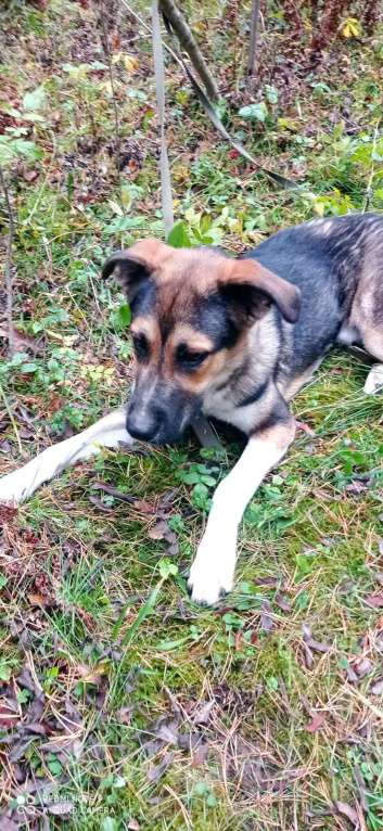 Собаки в Москве: Молодой пес Форест ищет семью. Мальчик, Бесплатно - фото 4