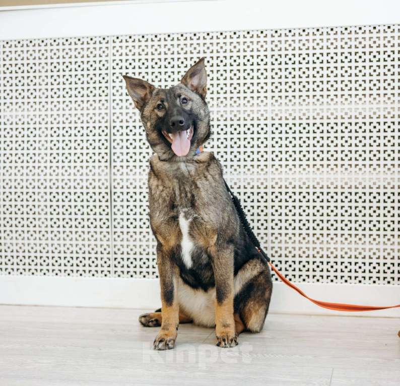 Собаки в Москве: Щенок бесплатно в Москве Девочка, Бесплатно - фото 7