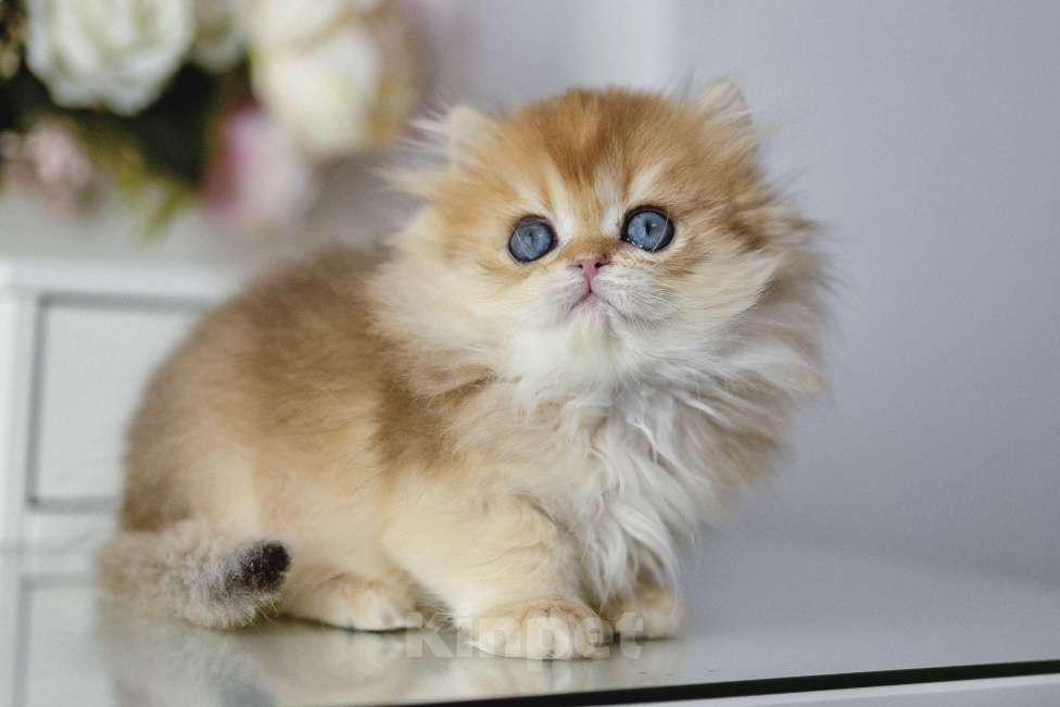 Кошки в Балашихе: Британская длинношерстная девочка Индика Девочка, 100 000 руб. - фото 3