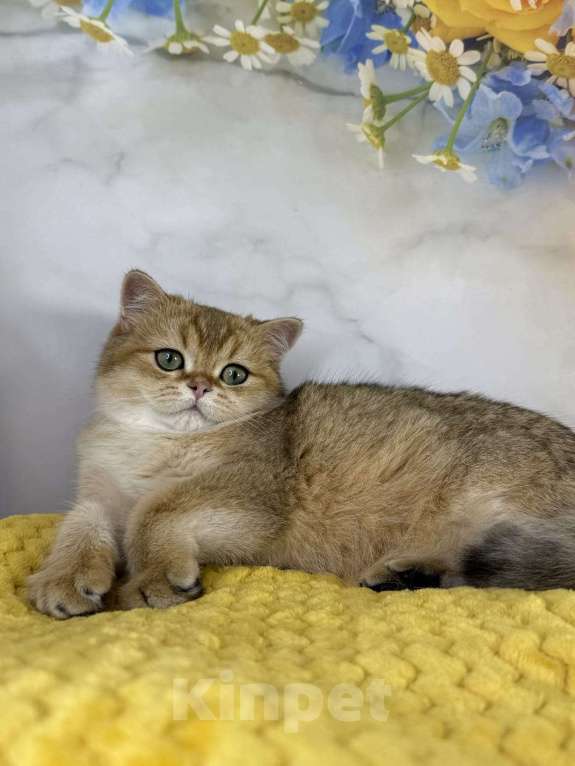 Кошки в Саранске: Шотландский мальчик золотая шиншилла Мальчик, 35 000 руб. - фото 3