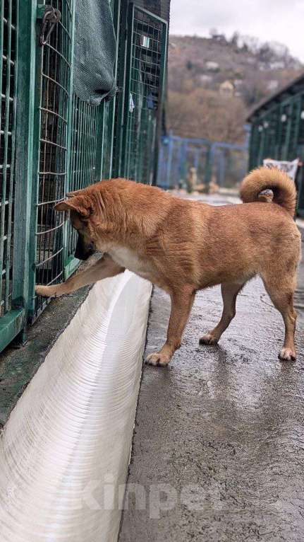 Собаки в других городах Краснодарского края: Никита из приюта Поводог Сочи Мальчик, Бесплатно - фото 4