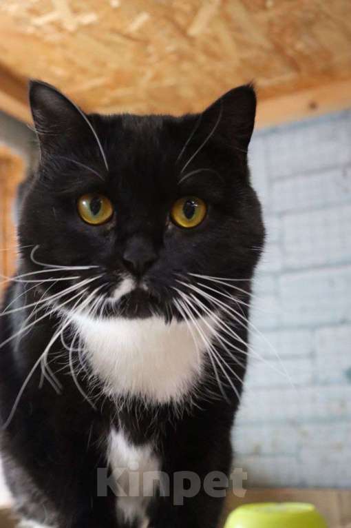 Кошки в Москве: Ищет дом настоящая кошачья принцесса — Ася! Девочка, Бесплатно - фото 6