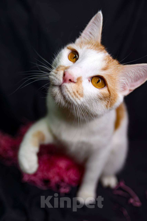 Кошки в Москве: Рыжулькин - это 5 кг счастья в одном комочке.  Мальчик, Бесплатно - фото 2