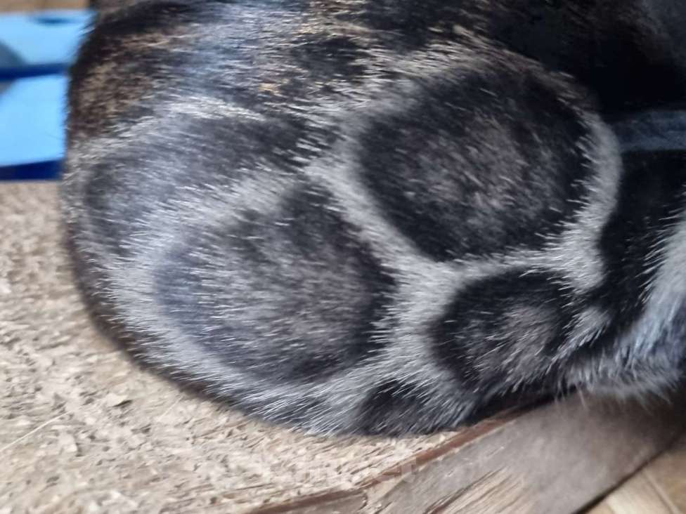 Кошки в Кемерово: Бенгальские котята с документами Мальчик, 50 000 руб. - фото 5