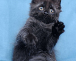 Кошки в Видном: Мейн-кун чёрная пантерочка Девочка, 60 000 руб. - фото 9