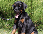 Собаки в Ульяновске: Элитный щенок добермана Девочка, 60 000 руб. - фото 2