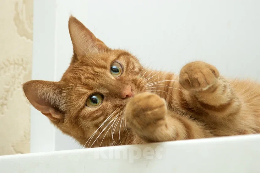 Кошки в Реутове: Взрослая кошка в добрые руки Девочка, Бесплатно - фото 2