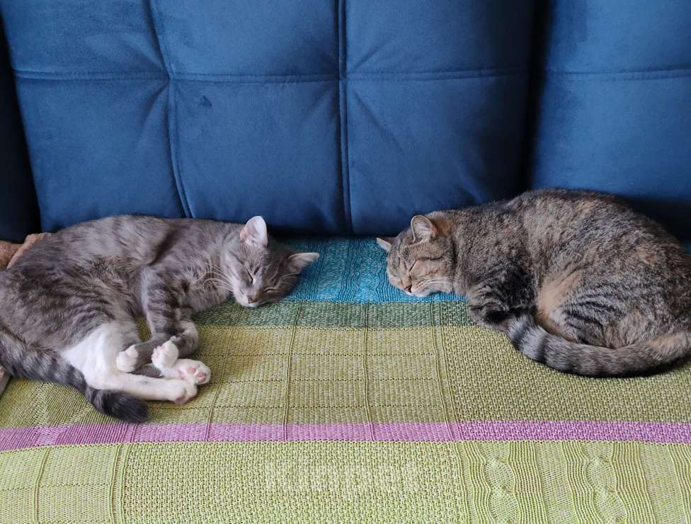 Кошки в Кирове: Отдам кота в добрые руки Мальчик, Бесплатно - фото 5