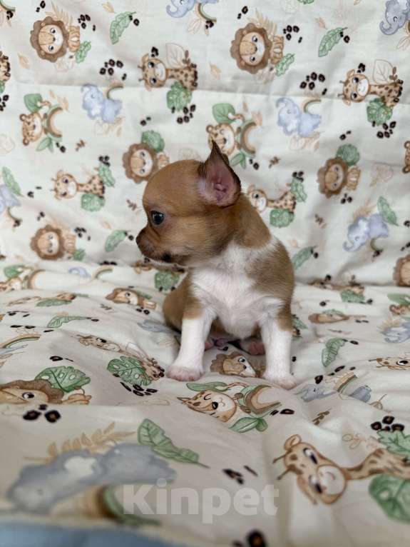 Собаки в Москве: Щенок Чихуахуа Мальчик, 65 000 руб. - фото 2