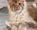 Кошки в Наро-Фоминске: Billy . Male. MCO d Born 27.12.24 Мальчик, 150 000 руб. - фото 1
