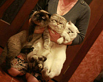 Кошки в Севастополе: Вязка шотландских, 112 руб. - фото 1