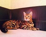 Кошки в Новом Уренгое: Элитные бенгальские котята, 65 000 руб. - фото 3