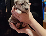 Собаки в Солнечногорске: Симпатичные щенки лайки Мальчик, 1 руб. - фото 3