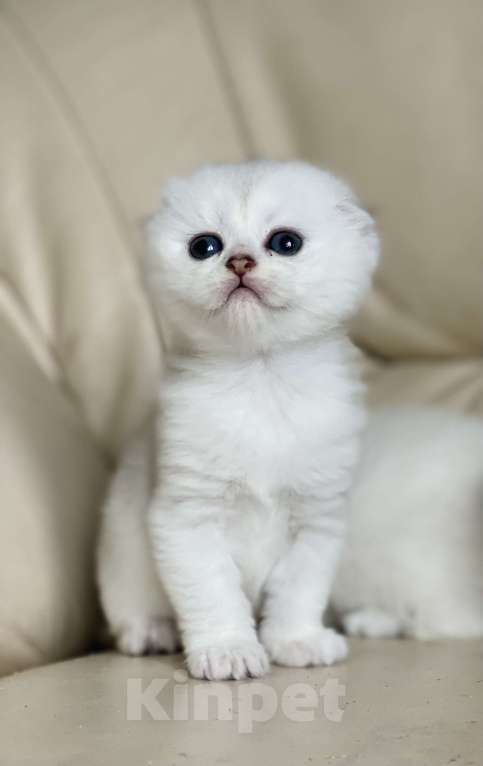 Кошки в Нижнем Новгороде: Серебристые котята с документами  Мальчик, 15 000 руб. - фото 3