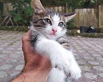 Кошки в Сочи: Котенок Мальчик, Бесплатно - фото 3