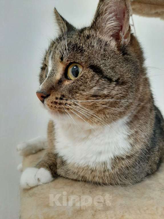 Кошки в Москве: Кот Тимофей  Мальчик, Бесплатно - фото 3