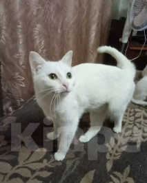 Кошки в Воронеже: Белые котята Мальчик, Бесплатно - фото 7