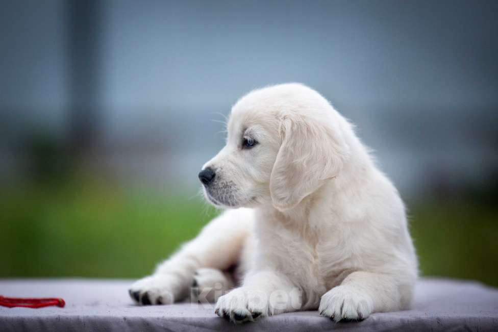 Собаки в Москве: Щенок золотистого ретривера  Мальчик, 75 000 руб. - фото 4