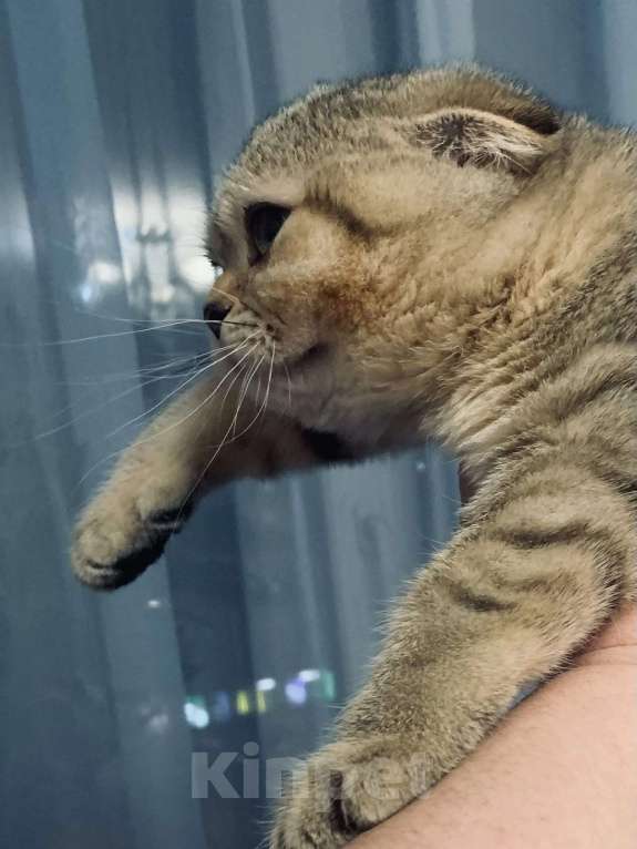 Кошки в Санкт-Петербурге: Шотландская короткошорстная Девочка, 20 000 руб. - фото 2