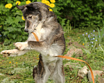 Собаки в Москве: Рокки - бесстрашный волчонок Мальчик, Бесплатно - фото 3