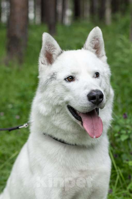 Собаки в Москве: Белый красавец Норд в добрые руки Мальчик, 1 руб. - фото 5