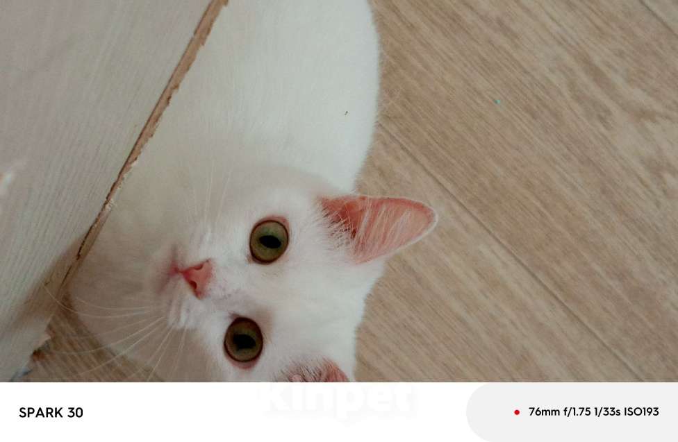 Кошки в Шелехове: Отдам взрослую кошку в добрые руки  Девочка, 100 руб. - фото 5