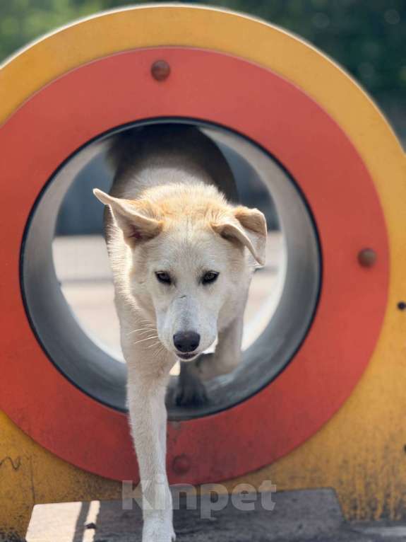 Собаки в Москве: Мики щенок  Девочка, Бесплатно - фото 10