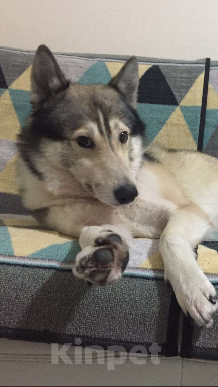 Собаки в Санкт-Петербурге: Западносибирская лайка, взрослая собака - Бесплатно  Мальчик, Бесплатно - фото 3