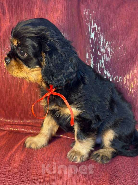 Собаки в Иваново: Милый друг Мальчик, Бесплатно - фото 3