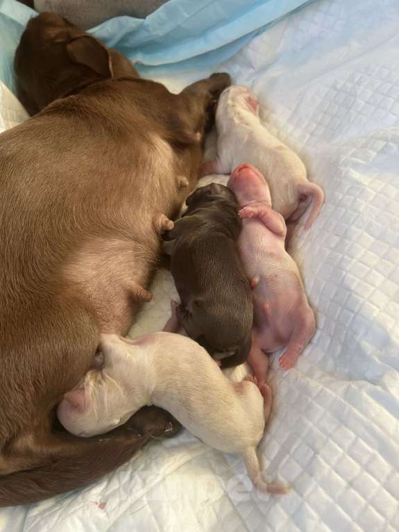 Собаки в Санкт-Петербурге: Щенки чихуа Девочка, 45 000 руб. - фото 2