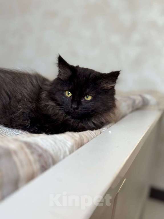 Кошки в Москве: котенок Зитта ищет дом Девочка, Бесплатно - фото 10